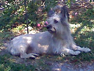 Wolf in Backyard
