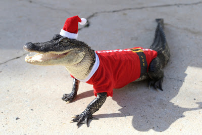 merry_christmas_from_florida07