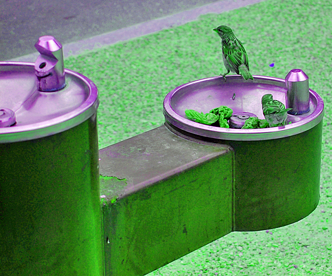 Birds in a drinking fountain