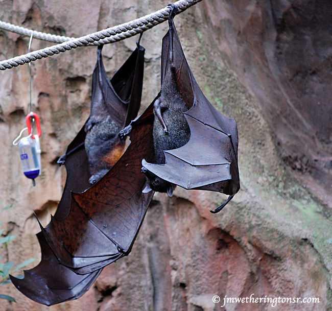 Bat at Disney Animal Kingdom