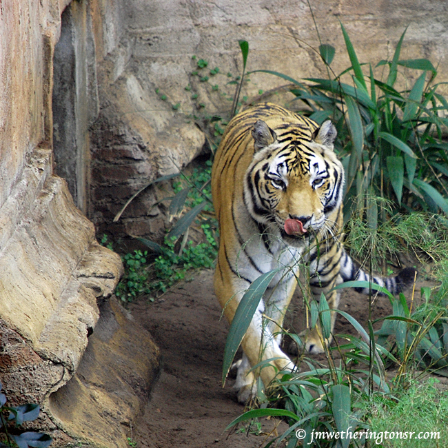Tiger at Disney Animal Kingdom