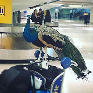 Peacock on a baggage cart in airport