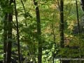2013_10_06_sheepback_mountain_leaves_changing_01