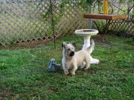 Wolf in the backyard at Pinetrail.